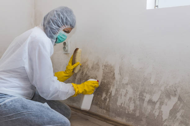 Best Commercial Mold Remediation in Barnsdall, OK
