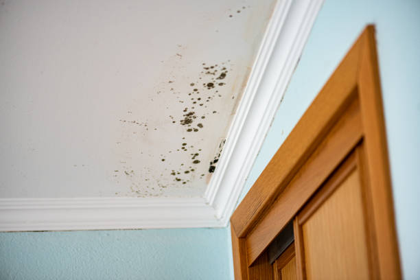 Best Localized Mold Remediation (e.g., coastal areas, humid climates) in Barnsdall, OK