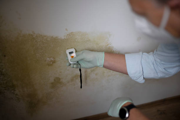 Best Crawl Space Mold Remediation in Barnsdall, OK