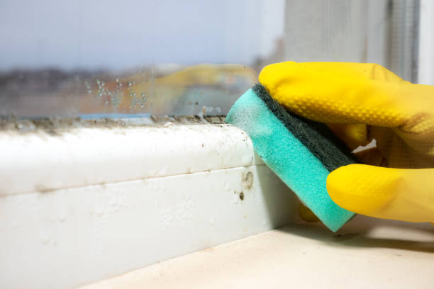 Best Insurance-Related Mold Remediation in Barnsdall, OK