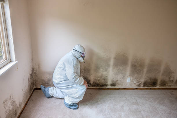Best Bathroom Mold Remediation in Barnsdall, OK