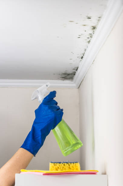 Best Industrial Mold Remediation in Barnsdall, OK